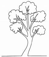 Tree Branch Coloring Pages  Home sketch template