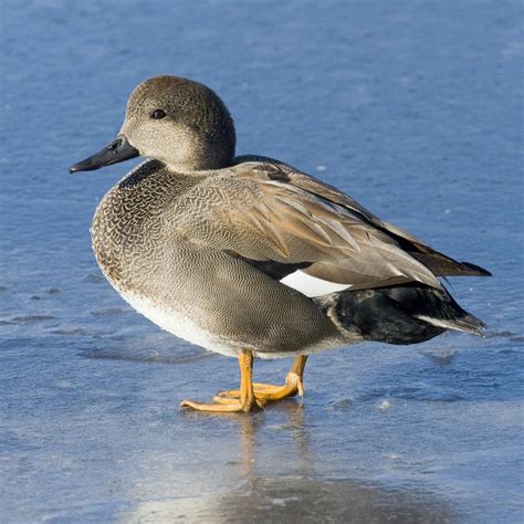 Gadwall Ducks | Purely Poultry