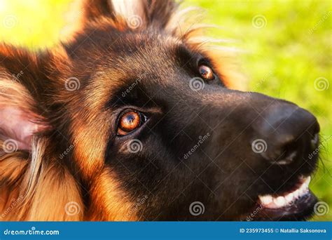 A Portrait of a Charming German Shepherd Dog. Stock Image - Image of ...