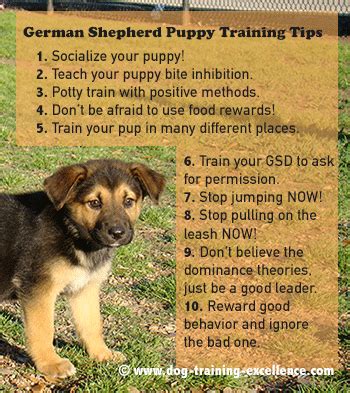 10 Best German Shepherd Puppy Training Tips