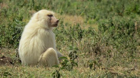 Spectacular sighting: White baboon spotted in Arusha - Africa Geographic