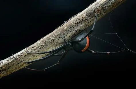 Redback Spider - Facts, Size, Diet, Pictures - All Animal Facts