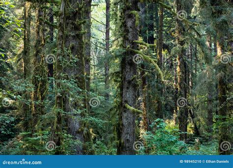 Moss-Covered Redwood Trees in Northern California Stock Photo - Image ...