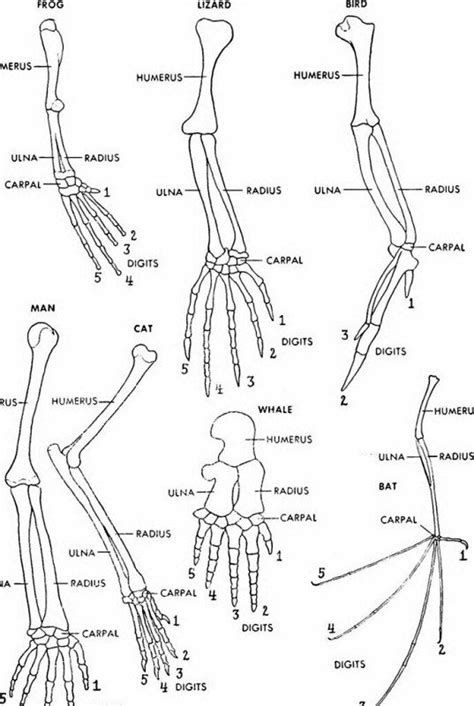 Homologous Organs: Definition, Examples – StudiousGuy