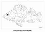 Free Copper Rockfish Coloring Page  Printables Kidadl sketch template