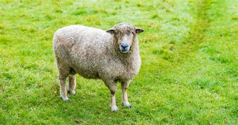 Wool Sheep Breeds List [Fine Wool & Long Wool Breeds of Sheep]