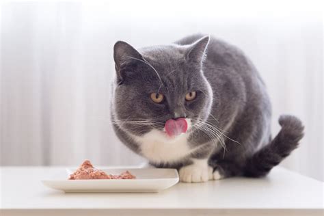 Best Senior Cat Food: 8 Options to Consider | Great Pet Care