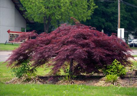 Fanatical Botanical: Japanese Maple Envy | Fanatical Botanical | roanoke.com