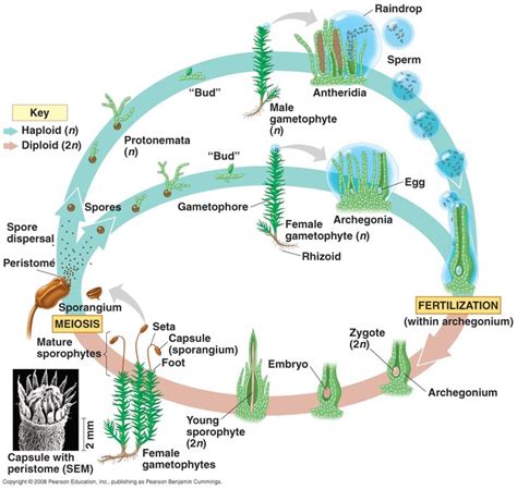 Bryophyta - BIOLOGY4ISC