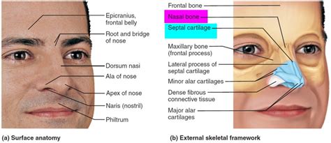 Nose bleeds causes and how to stop a nosebleed