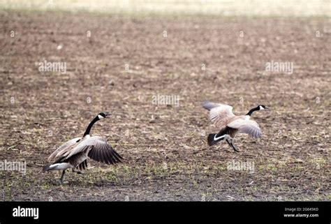 Canada Goose in Flight Migration Saskatchewan Canada Stock Photo - Alamy