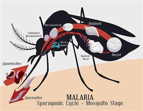 Anopheles Mosquito Illustrations, Royalty-Free Vector Graphics & Clip ...