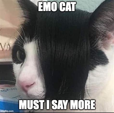 EMO CATT - Imgflip