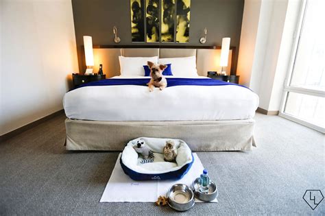 Pooch pampering - The top 10 pet friendly luxury hotels in New York city - Luxurylaunches