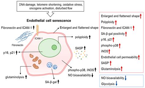 IJMS | Free Full-Text | Factors and Pathways Modulating Endothelial ...