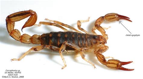 the Spiral Burrow - Australian Scorpions