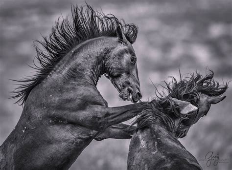 Two Black Stallions Major Fight - Upright at watering hole | beautiful wild horses - Wilde ...