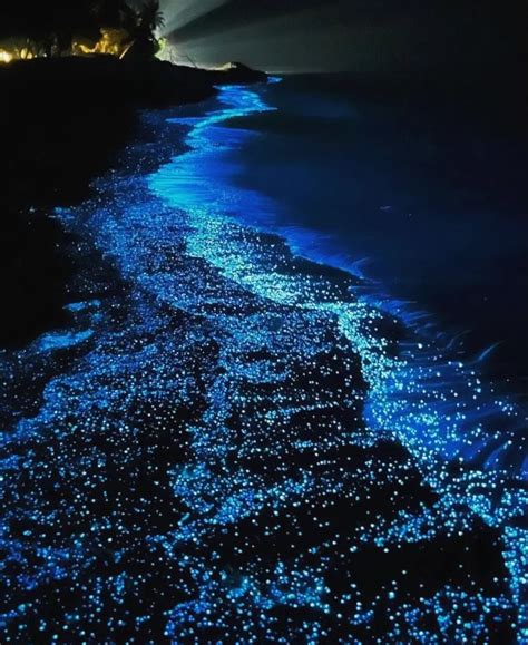 Bioluminescence: A Natural Phenomenon Illuminating the Beaches of Maldives - Travelution Media