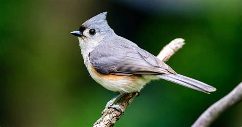 Featured Birds: Tufted Titmice