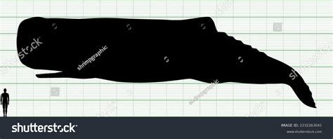 Sperm Whale Human Silhouette Illustration Stock Vector (Royalty Free) 2232263041 | Shutterstock