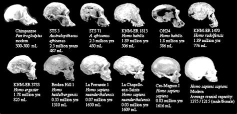 Human Brain Size