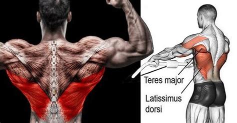 CABLE ROW VARIATION | Videos & Guides