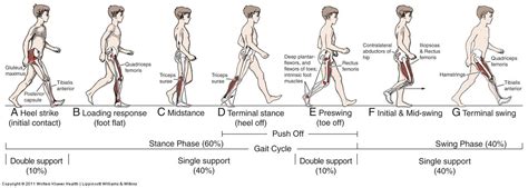 What are your core muscles and why is your core stability so important ...