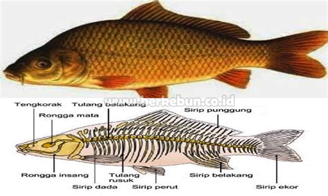 Karakteristik Ikan Mas : Sejarah,Ciri Morfologi, Jenis & Fakta Unik