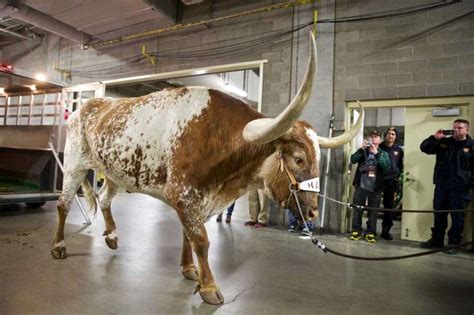 Bevo XV makes his debut 100 years after the first Bevo went to a UT ...