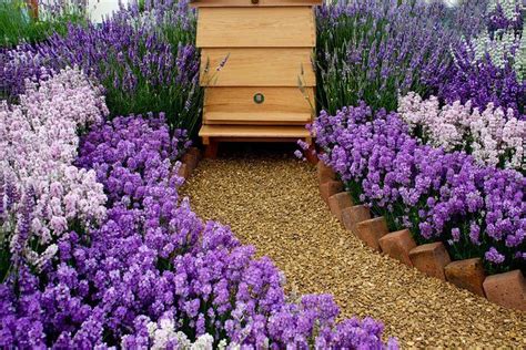 Pin by Carolina Honeybees|Beekeeper C on For the love of Bees | Honey bee garden, Bee friendly ...