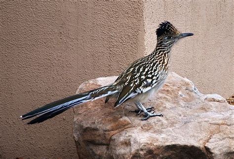 New Mexico state bird | The State Bird of NEW MEXICO - the Roadrunner. | State Birds and Flow ...