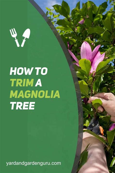 How To Trim A Magnolia Tree