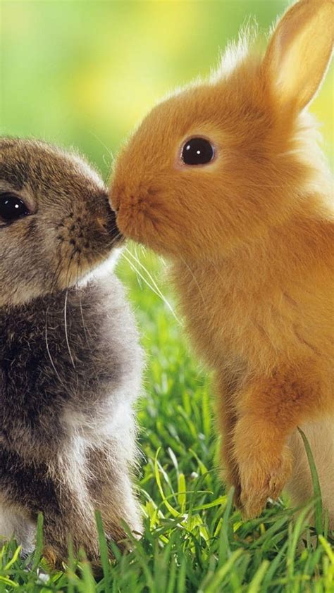 Share more than 141 rabbit wallpaper 4k latest - songngunhatanh.edu.vn