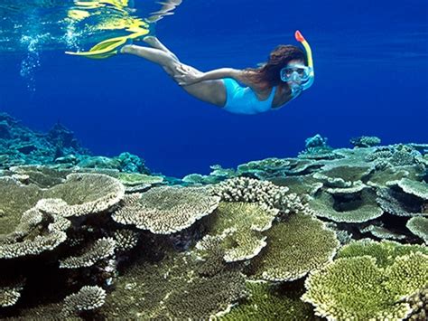 Snorkeling Coral Reef