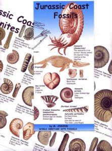 Fossil and Book Shop – Lyme Regis Fossils