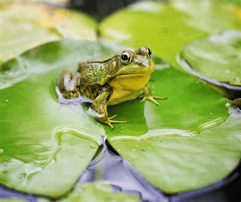 Frog Symbolism in Dreams: Decoding Amphibious Meanings