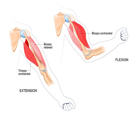 Bicep Muscles Anatomy