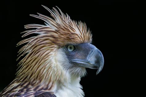 Philippine Eagle Wallpapers - Wallpaper Cave