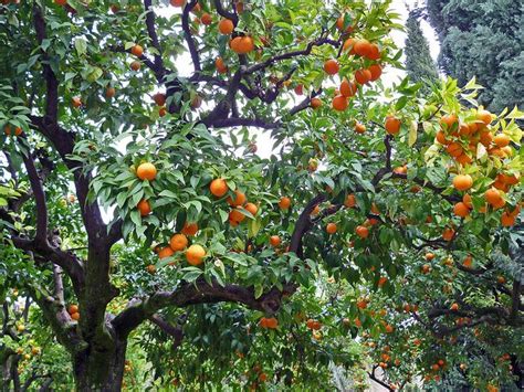 Orange Tree, Seville, Spain | Orange tree, Beautiful tree, Citrus trees