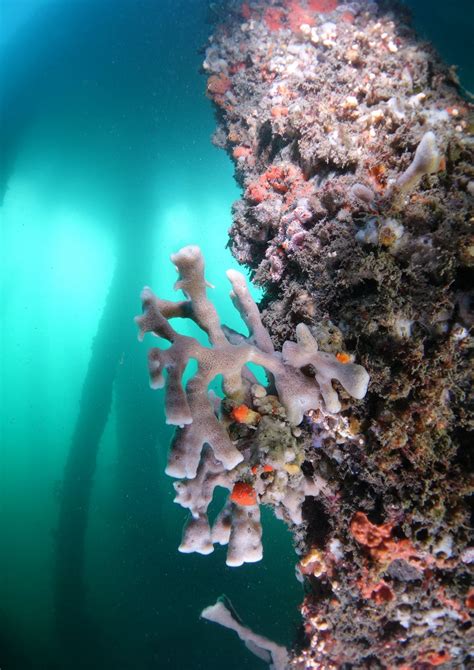 Crab in camo - Sponge Decorator Crab - Hyastenus elatus #marineexplorer | Marine, Fish pet ...