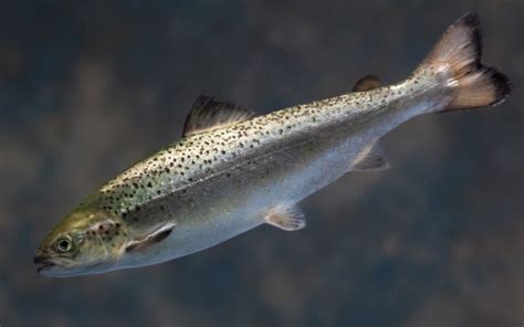 U.S. environmentalists sue to overturn approval of GMO salmon