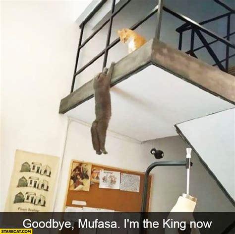 Lion King Cat Meme