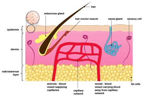 Homeostasis-blood sugar and temperature