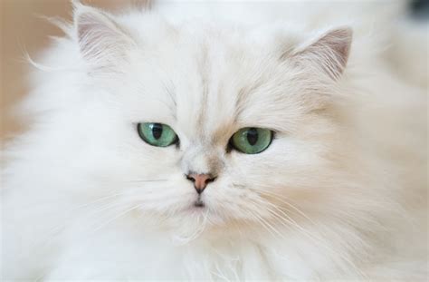 The 10 Most Beautiful Cat Breeds | BeChewy