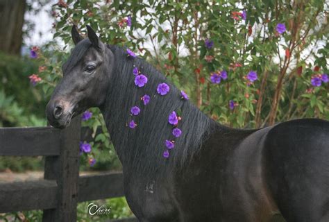 PORTFOLIO Gallery - Cheri Prill | Horses, Pretty horses, Black horses