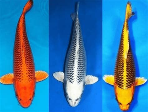 10 Most Expensive Types of Koi Fish in the World - Rarest.org