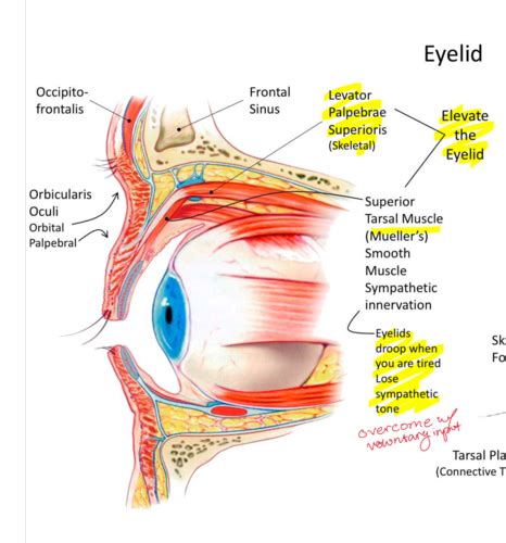 Histology of the Eye Flashcards | Quizlet