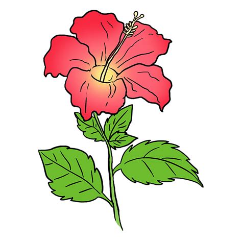 Hibiscus Flower Drawing