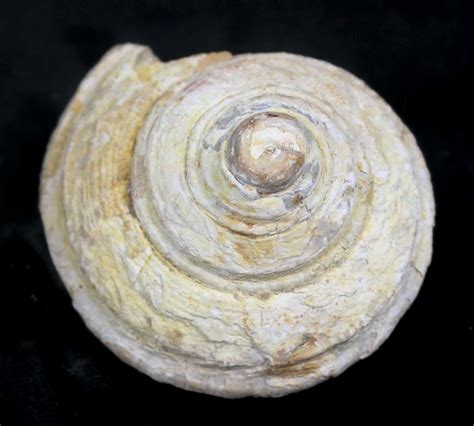 1.8" Fossil Gastropod (Pleurotomaria) - Madagascar (#25532) For Sale - FossilEra.com