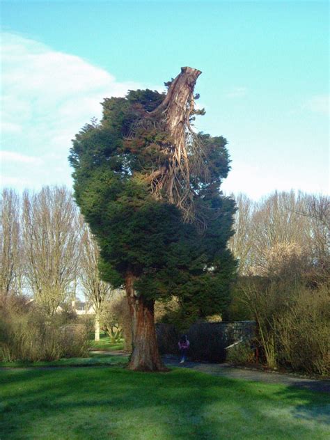 Strange tree. | Weird trees, Old trees, Nature tree